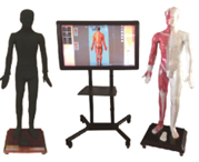 HYWST-55M多媒体人体针灸穴交互数字平台（发光+按摩人）